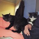 묘생역전 이미지