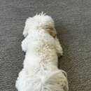 에이프릴펫 이미지