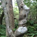 자연그리 이미지