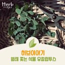 허브이야기