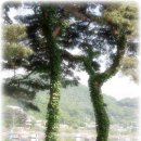 유양식선생묘 이미지