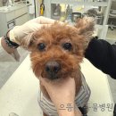 으뜸원동물병원 이미지