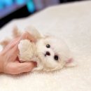 블리독수원점 고양이강아지분양 미니비숑프리제말티푸포메입양 | 안성강아지분양 소중한 가족이 생겼어요