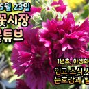 양재 꽃시장의 늦봄 꽃화분들 구경하세요 / 식물튜브 동영상 이미지