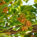 청한농장 이미지