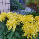 성주읍사무소 이미지