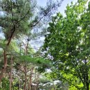 화왕산자연휴양림 이미지