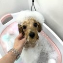 낭만그루밍 이미지