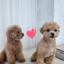 멍토피아 | 대구 북구 애견유치원 저스트멍토피아 1회 무료체험 후기