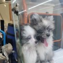 똥깡아지애견샵 이미지