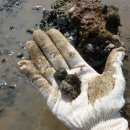 갯벌의 추억 이미지