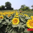 해바라기어린이집 이미지