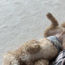 천사 펫하우스 이미지