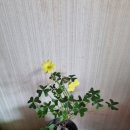 플로센트 이미지