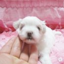 짱가짱가 이미지