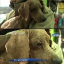 멍멍 이미지