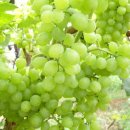 예은농장 이미지