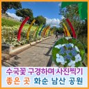 화순읍 군민회관입구 | 수국꽃 구경하며 사진 찍기 좋은 곳 화순 남산공원