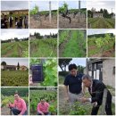 프랑스 와인 여행 2-소테른 귀부와인 생산농가 방문 이미지