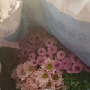 시장꽃도소매 이미지