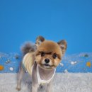 몽쉘몽봉 이미지