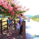 백일홍명품길 이미지