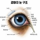 원격대학형태 | 하남 신장동 동물병원에서 알려드리는 강아지 눈곱의 모든 것