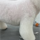 우아댕댕 네이버블로그