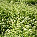 봉평생활체육공원(주차장) 이미지