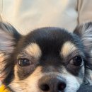 다시사랑받개 이미지