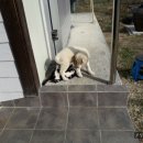 강아지와 고양이 이미지