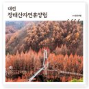 한솔동 아침뜰 축구장 | 장태산자연휴양림, 전망대 메타세콰이아숲 가을단풍 예쁜 대전 가볼만한곳 후기