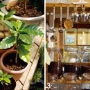 커피바리스타B 이미지