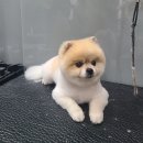 강남애니펫샵