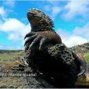 이구아나 이미지