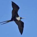 알바트로스 이미지