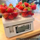 우쿨렐레와 함께하는 하루 | 인천 아기랑_딸기 수확 체험 농장 🍓딸기의 하루🍓_방문 후기
