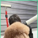 베베호텔 유치원 & 애견스파 이미지