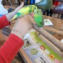 앵무새카페 이미지