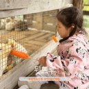 청솔어린이공원 | 강릉 아이랑 가볼만한곳 뒷뜨루 먹이주기 체험