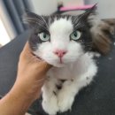 아꼬운몽 이미지