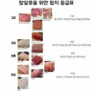 참치왕 양승호 이미지