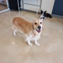 댕글벙글 이미지