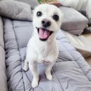 깔꼼 애견미용실 이미지