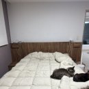 신혼가구 6개월 실사용 후기🛋️ 침대·소파·매트리스·이불 리얼 추천!