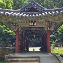 승보건축 | 전남 여행 순천 송광사 배롱나무 백일홍 명소 7월에 만나는 분홍빛 설레임