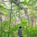 청태산자연휴양림 | 횡성 여행 지원금 후기 국립청태산자연휴양림
