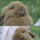 행복한소