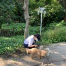 애견 쌀롱 이미지