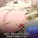 아임파인 네이버블로그